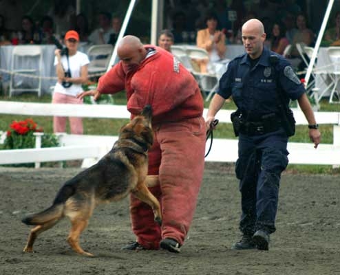 k91 dog training